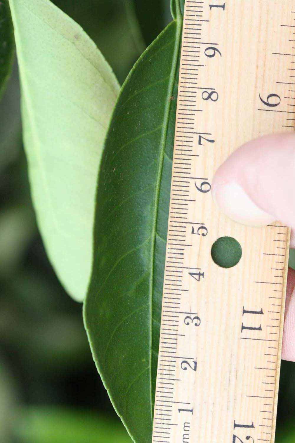              Unifoliolate leaf (Riverside, CA)       